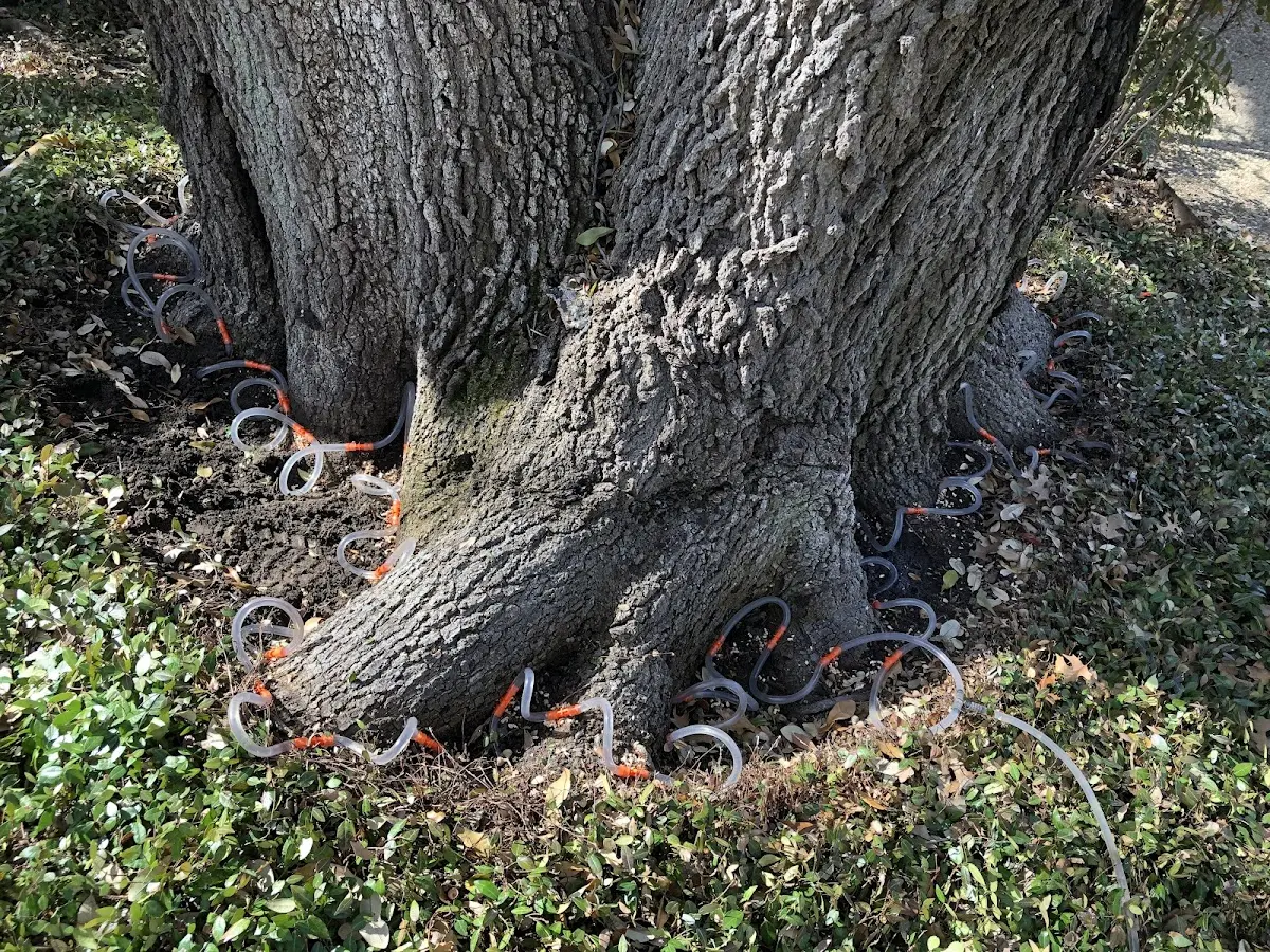 Detailed Tree Cabling and Bracing job site in Indian Rocks Beach
