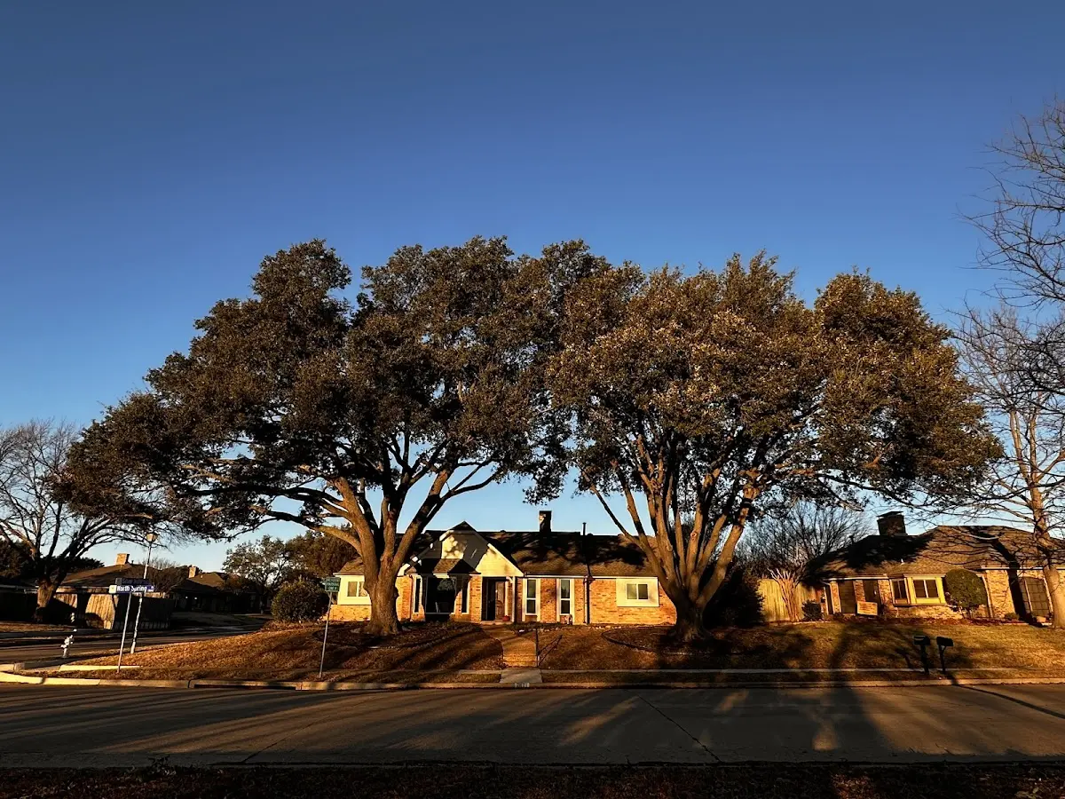 Established residential canopy tree shading a home in Indian Rocks Beach